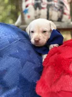 JFK, a male Labrador Retriever for sale in Gold Hill, NC – Photo 2 of 2