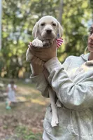 George Washington🐾🧭, a male Labrador Retriever for sale in Gold Hill, NC – 4 of 6