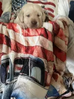 Gomer, a male Labrador Retriever for sale in Gold Hill, NC – Photo 2 of 5