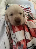 Gomer, a male Labrador Retriever for sale in Gold Hill, NC – Photo 1 of 5