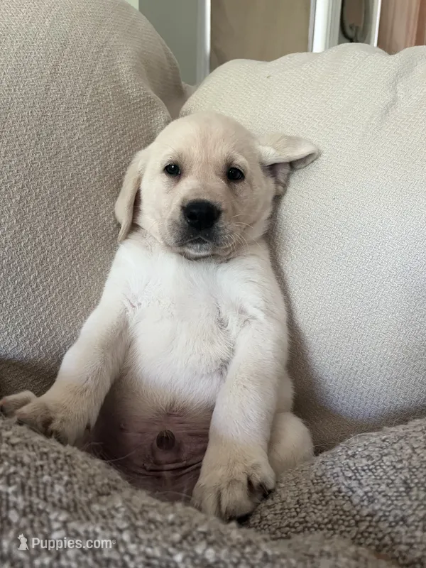 ROSCOE – Labrador Retriever puppy for sale in Gold Hill, NC