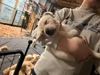 Budrow , a male Labrador Retriever for sale in Gold Hill, NC – 2 of 2