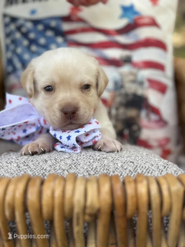 Trump  – Labrador Retriever puppy for sale in Gold Hill, NC