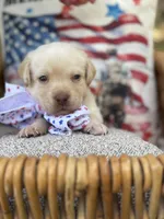 Trump , a male Labrador Retriever for sale in Gold Hill, NC – Photo 1 of 2