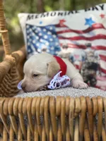 Trump , a male Labrador Retriever for sale in Gold Hill, NC – Photo 2 of 2