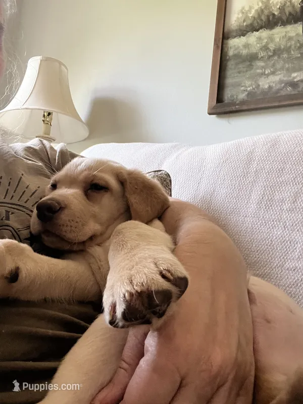 Ronald Reagan🐾 – Labrador Retriever puppy for sale in Gold Hill, NC