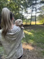 George Washington🐾🧭, a male Labrador Retriever for sale in Gold Hill, NC – 3 of 6