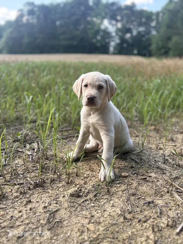 Ernest T  – Labrador Retriever puppy for sale in Gold Hill, NC