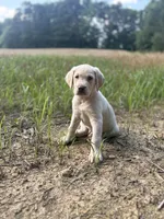 Ernest T ⛰️🐾, a male Labrador Retriever for sale in Gold Hill, NC – 1 of 9