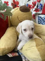 Gerald Ford (FORD), a male Labrador Retriever for sale in Gold Hill, NC – 6 of 6