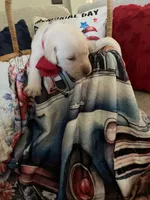 Ernest T , a male Labrador Retriever for sale in Gold Hill, NC – Photo 3 of 5