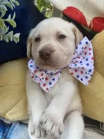 Ernest T , a male Labrador Retriever for sale in Gold Hill, NC – 2 of 8