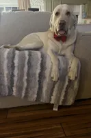 Ernest T , a male Labrador Retriever for sale in Gold Hill, NC – Photo 5 of 5