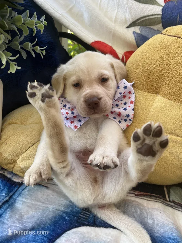 Ernest T  – Labrador Retriever puppy for sale in Gold Hill, NC
