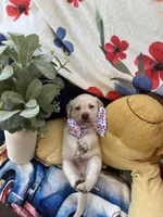 Ernest T , a male Labrador Retriever for sale in Gold Hill, NC – 3 of 8
