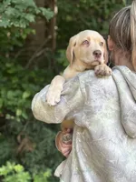 Ronald Reagan 🇺🇸, a male Labrador Retriever for sale in Gold Hill, NC – 3 of 5