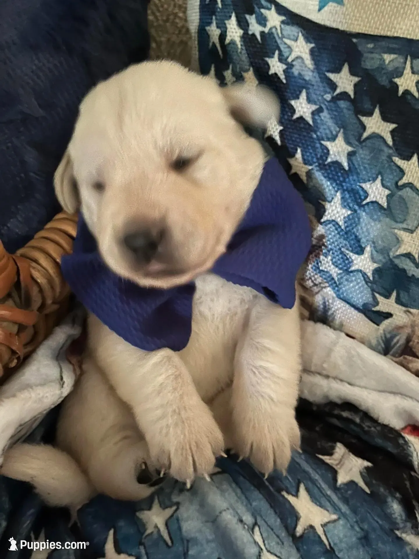 otis, a male Labrador Retriever for sale in Gold Hill, NC – Photo 1 of 4