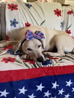 otis, a male Labrador Retriever for sale in Gold Hill, NC – Photo 3 of 4