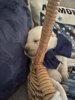 otis, a male Labrador Retriever for sale in Gold Hill, NC – Photo 2 of 4