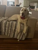 otis, a male Labrador Retriever for sale in Gold Hill, NC – Photo 4 of 4