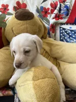 Gerald Ford (FORD), a male Labrador Retriever for sale in Gold Hill, NC – 2 of 6