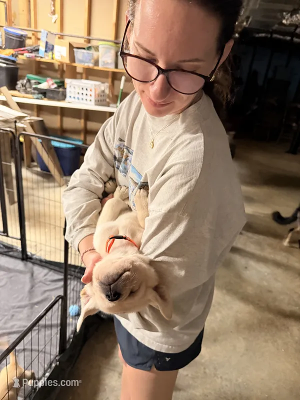 Budrow  – Labrador Retriever puppy for sale in Gold Hill, NC