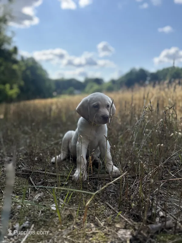 Samual Adams – Labrador Retriever puppy for sale in Gold Hill, NC