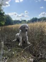 Samual Adams 🐾 📜, a male Labrador Retriever for sale in Gold Hill, NC – 2 of 9