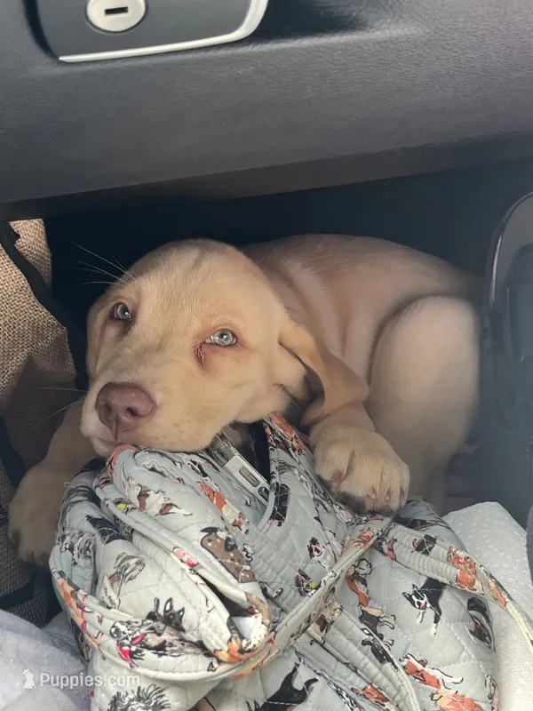 Ronald Reagan 🇺🇸 – Labrador Retriever puppy for sale in Gold Hill, NC