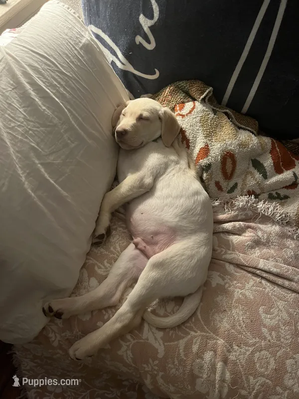 Samual Adams 🐾 📜 – Labrador Retriever puppy for sale in Gold Hill, NC