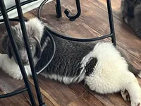 Sweet boy!, a male Newfoundland for sale in Eugene, OR – 5 of 6