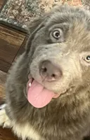 Poppy, a female Newfoundland for sale in Eugene, OR – 2 of 4