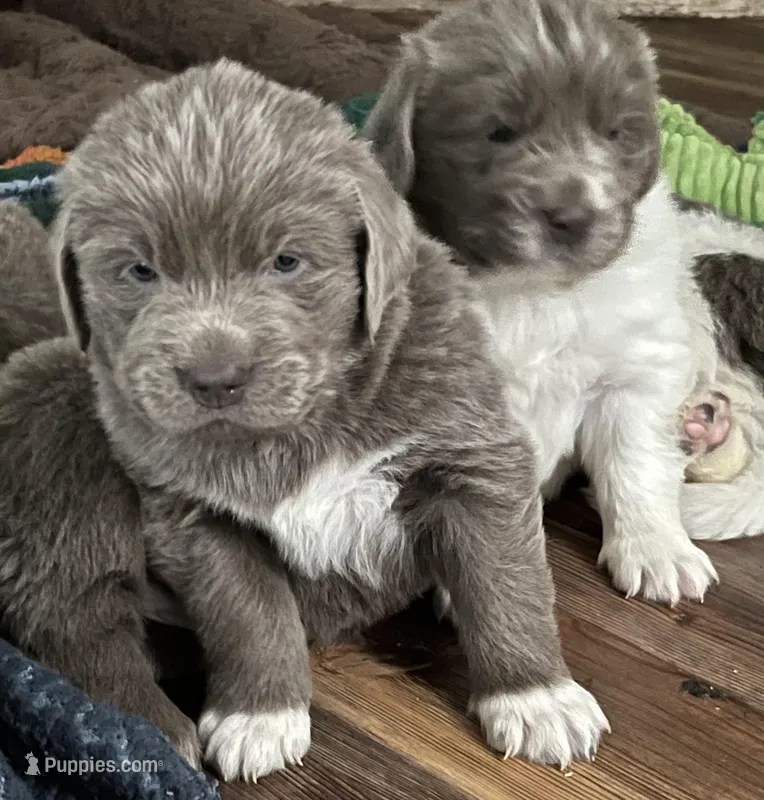 Poppy – Newfoundland puppy on hold in Eugene, OR