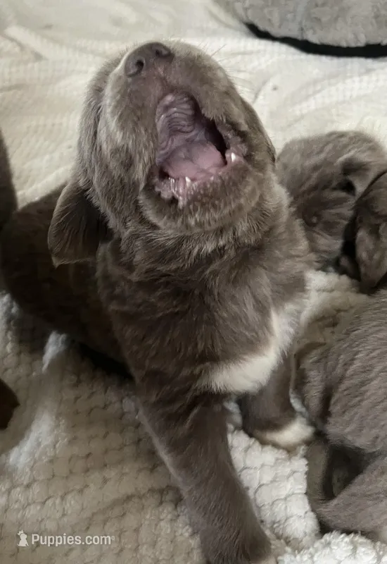 Poppy – Newfoundland puppy for sale in Eugene, OR