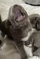 Poppy, a female Newfoundland for sale in Eugene, OR – Photo 1 of 4