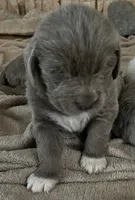 Poppy, a female Newfoundland for sale in Eugene, OR – Photo 2 of 4