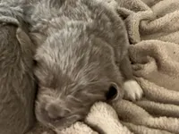 Poppy, a female Newfoundland for sale in Eugene, OR – Photo 3 of 4