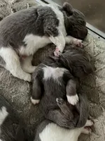 Poppy, a female Newfoundland for sale in Eugene, OR – Photo 4 of 4
