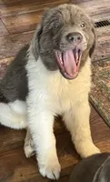 Sweet boy!, a male Newfoundland for sale in Eugene, OR – 2 of 6