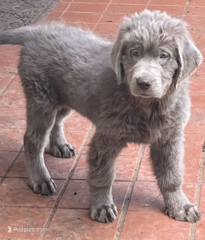 Chance – Newfoundland puppy for sale in Eugene, OR