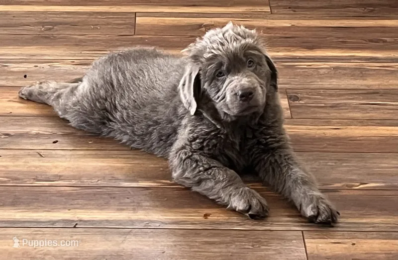 Poseidon – Newfoundland puppy for sale in Eugene, OR