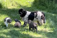 Poppy, a female Newfoundland for sale in Eugene, OR – 5 of 7