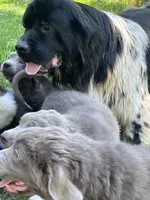 Poppy, a female Newfoundland for sale in Eugene, OR – 6 of 7