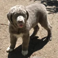 Poppy, a female Newfoundland for sale in Eugene, OR – 4 of 7