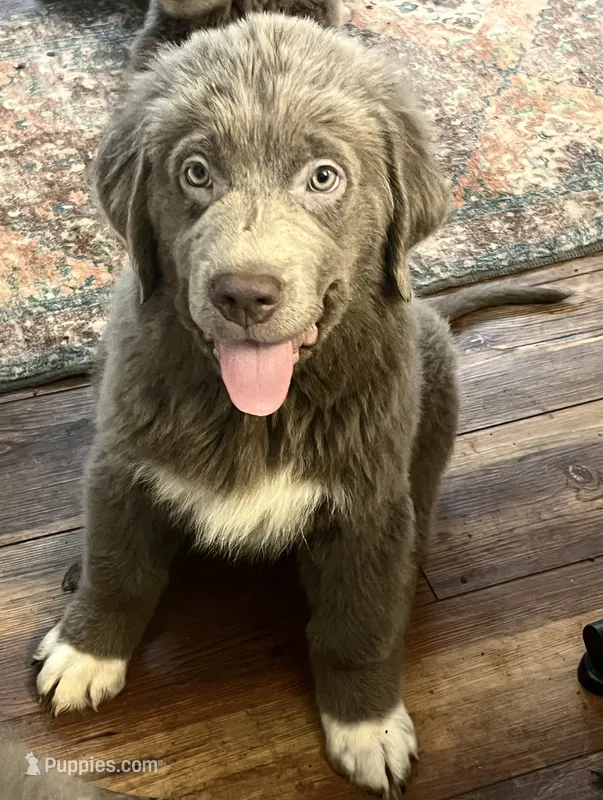 Poppy – Newfoundland puppy for sale in Eugene, OR