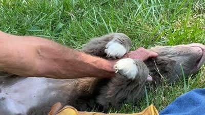 Poppy, a female Newfoundland for sale in Eugene, OR – 7 of 7