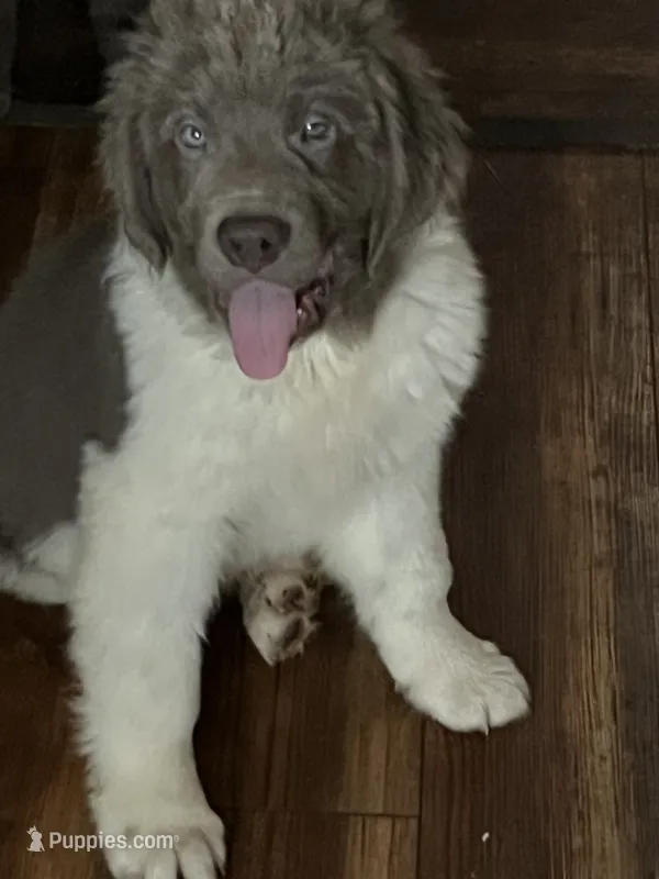 Sweet boy! – Newfoundland puppy for sale in Eugene, OR