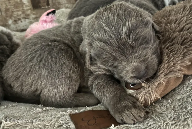 Poseidon – Newfoundland puppy for sale in Eugene, OR