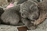 Poseidon, a male Newfoundland for sale in Eugene, OR – Photo 1 of 2