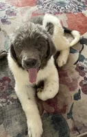 Sweet boy!, a male Newfoundland for sale in Eugene, OR – 6 of 6